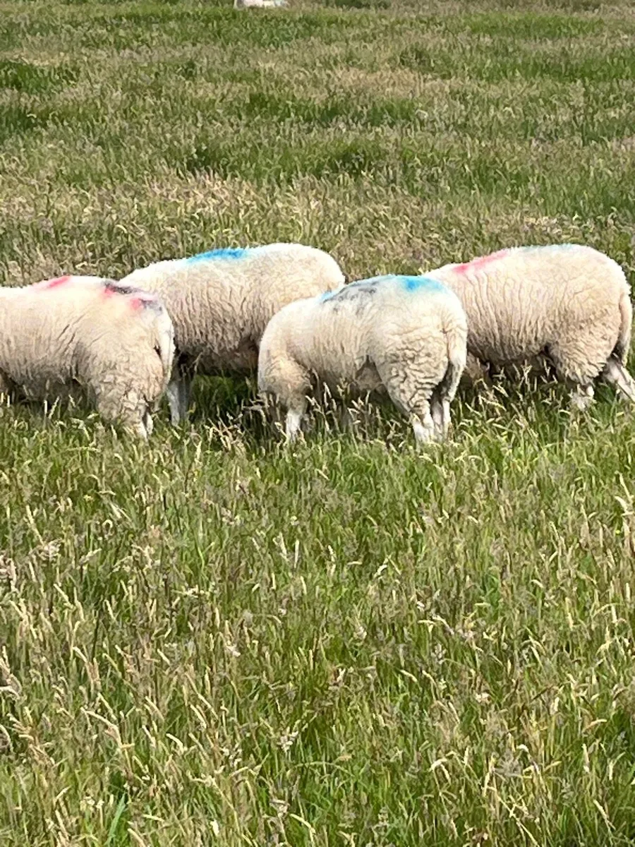 Pb belclare ewe lambs - Image 2