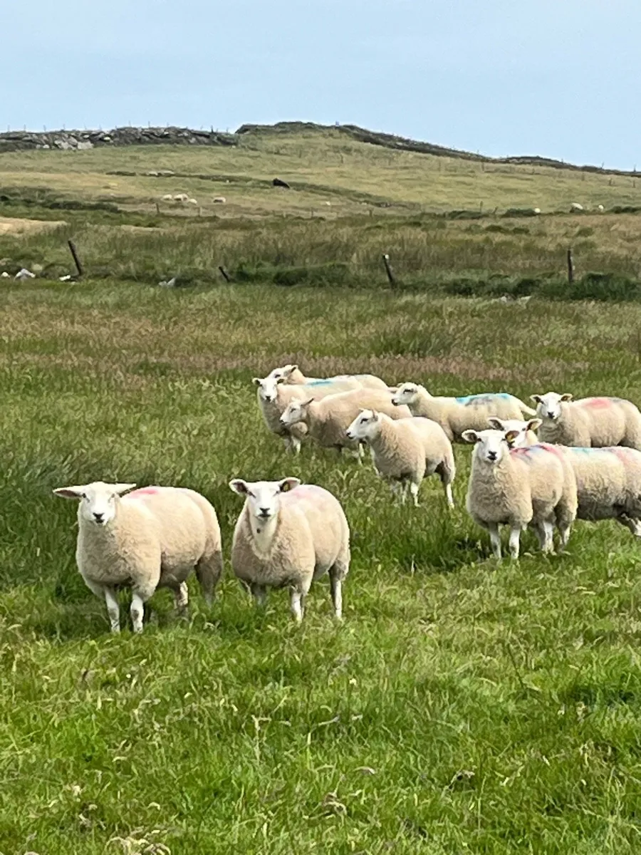 Pb belclare ewe lambs - Image 1