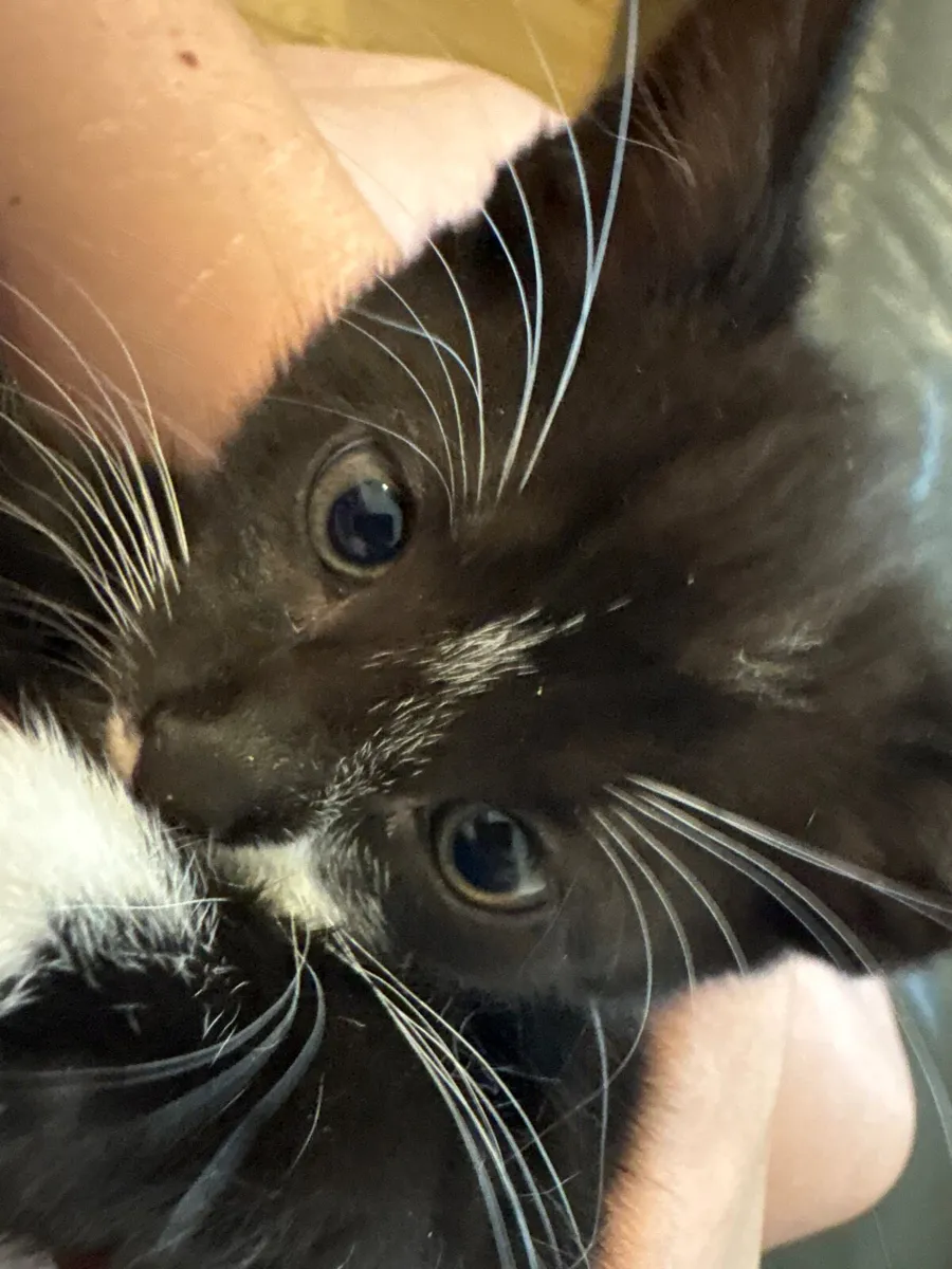 Kittens - Image 1