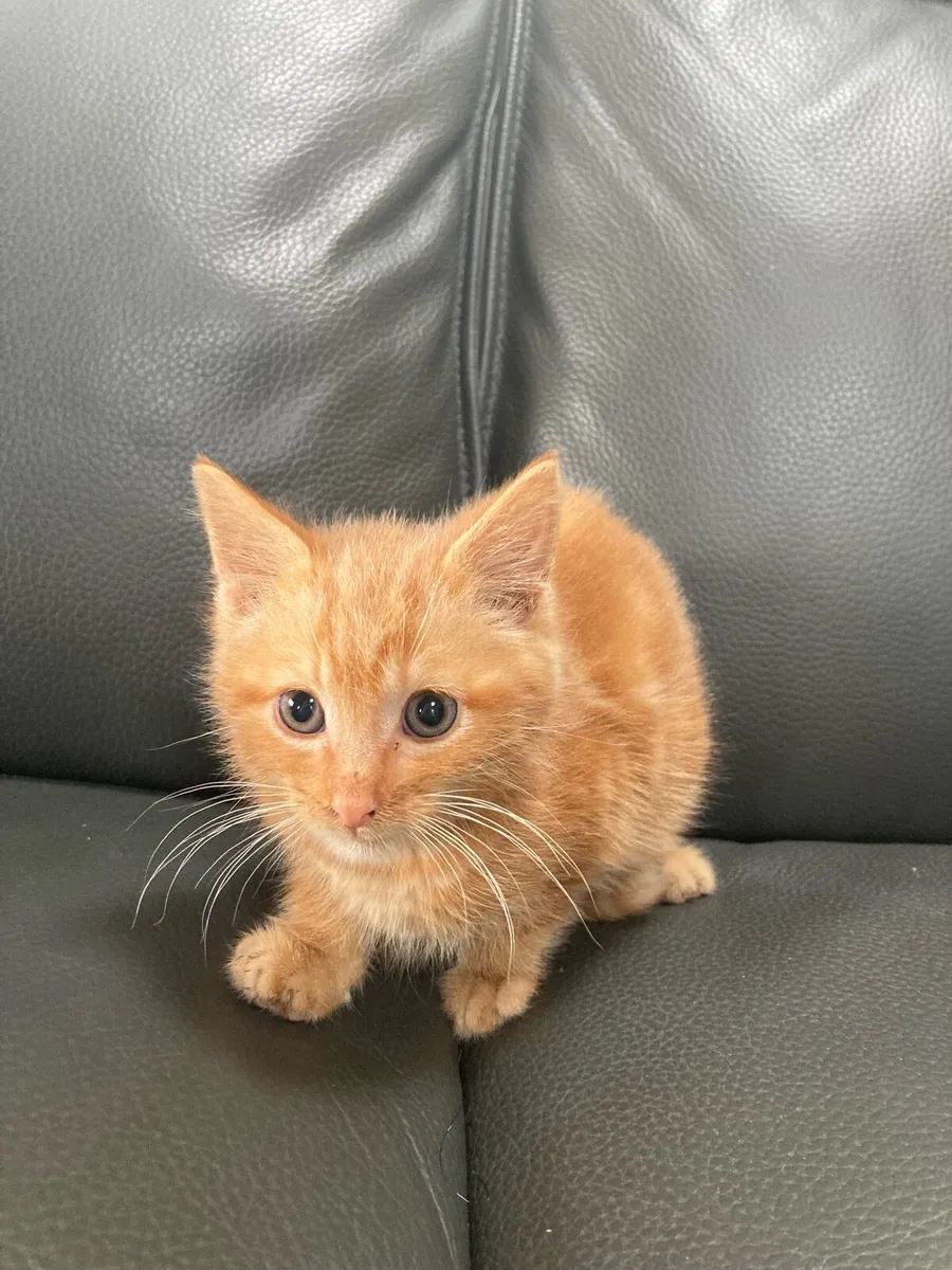 Kitten for sale