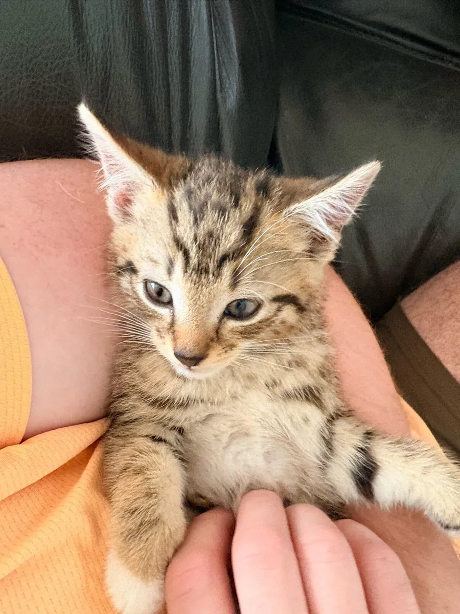 Kittens - Image 2