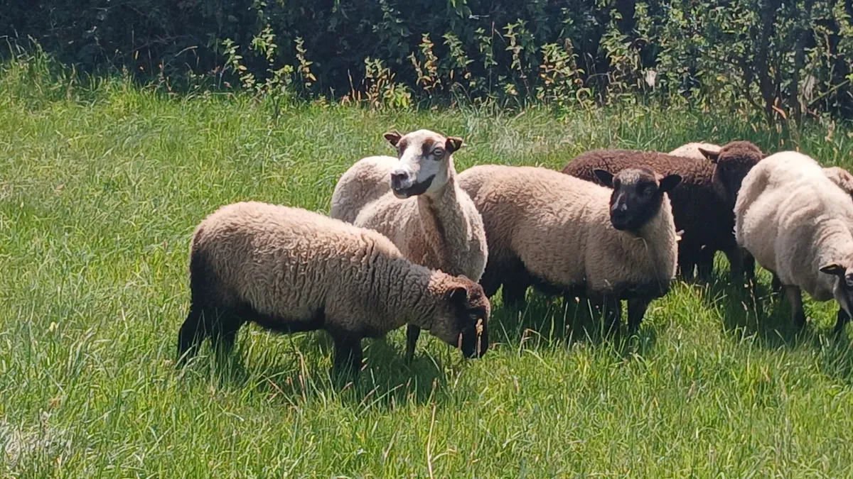 Shetland Cross Sheep - Image 1
