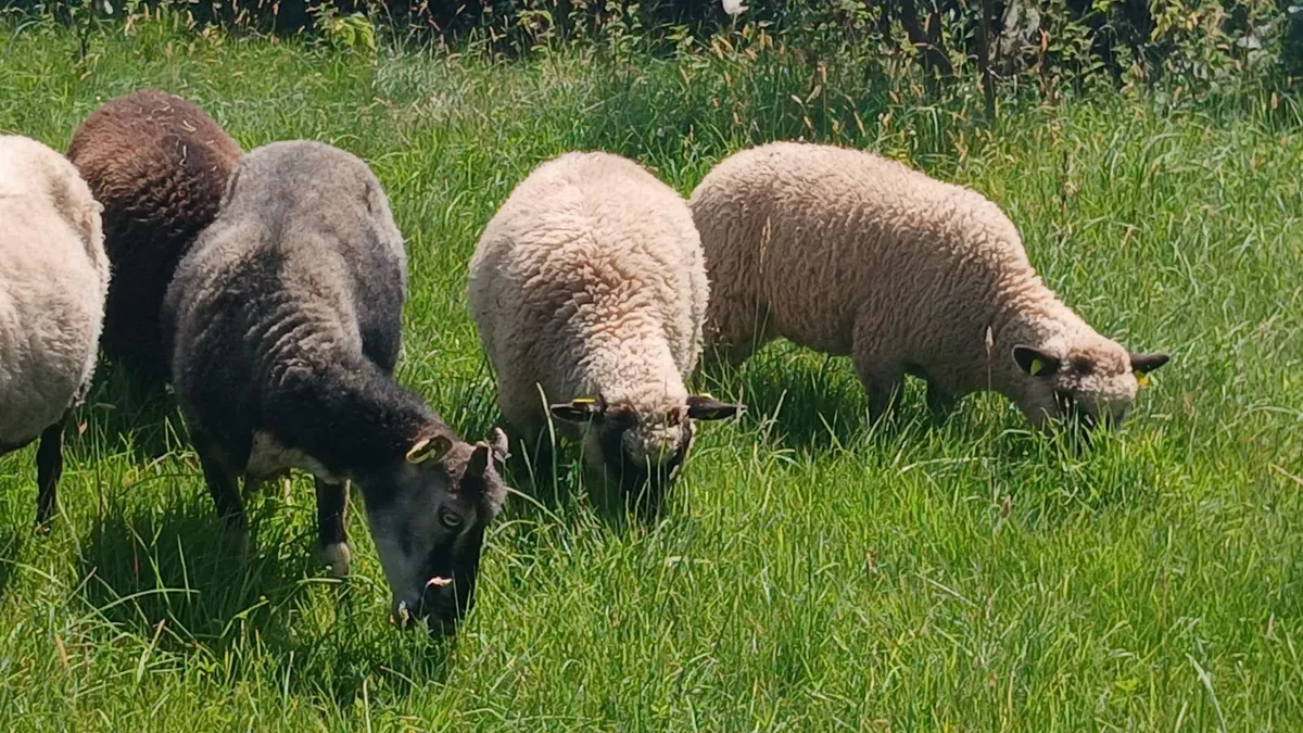 Shetland Cross Sheep - Image 2