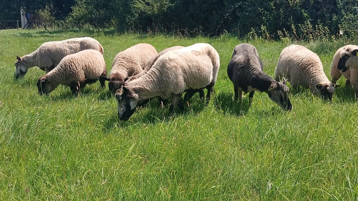 Shetland Cross Sheep - Image 3