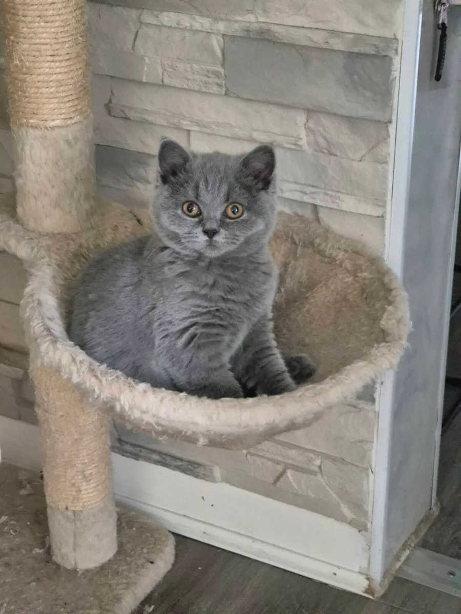 British Shorthair kittens - Image 2