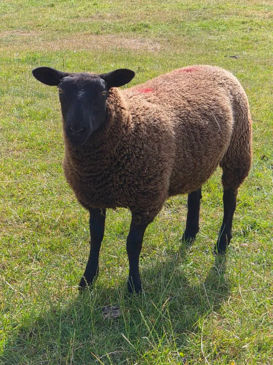Organic Ewe lambs - Image 1