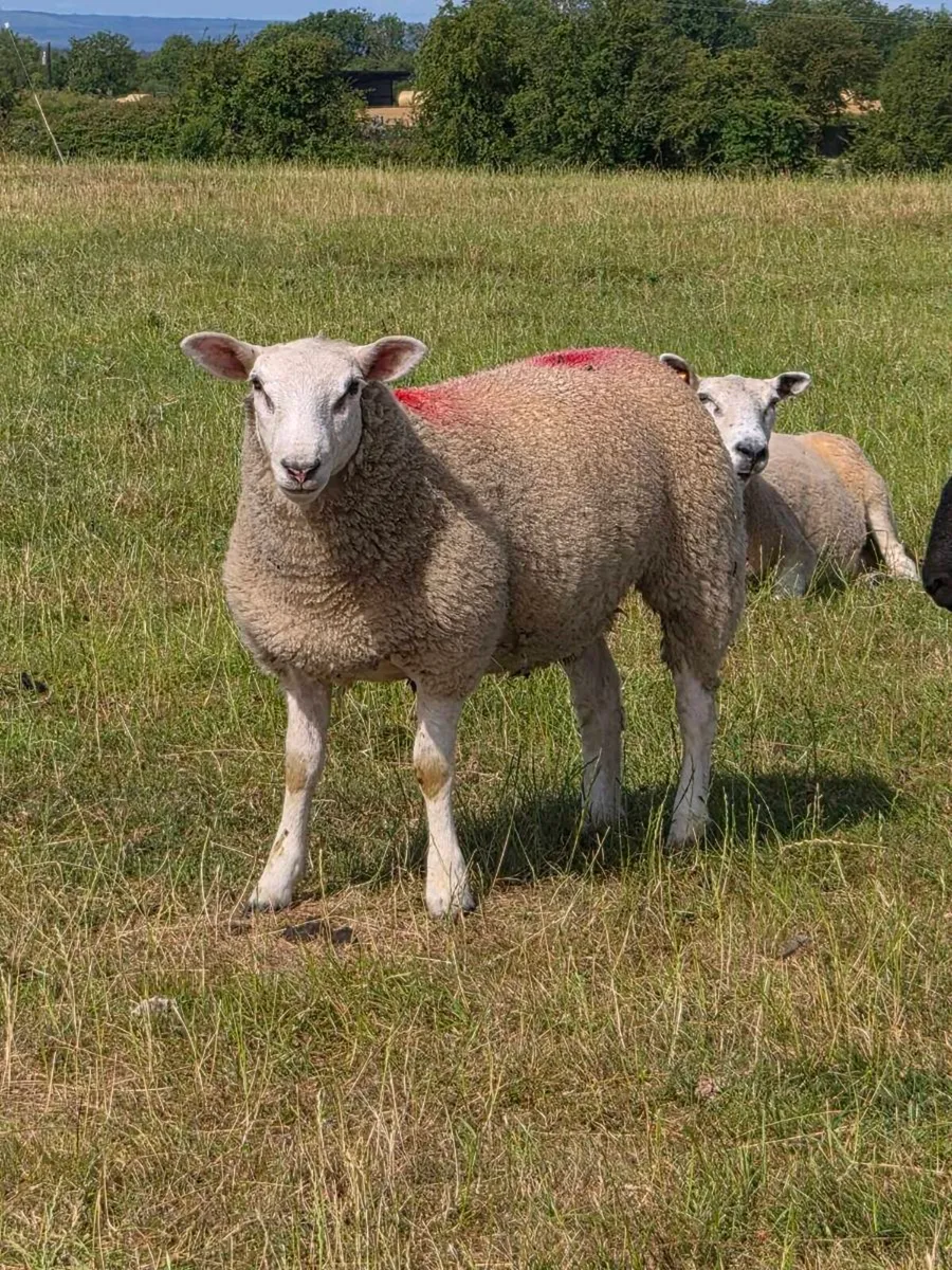 Organic Ewe lambs - Image 2
