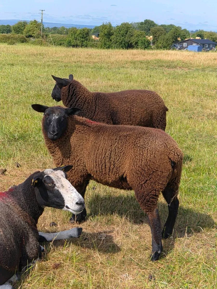 Organic Ewe lambs - Image 3