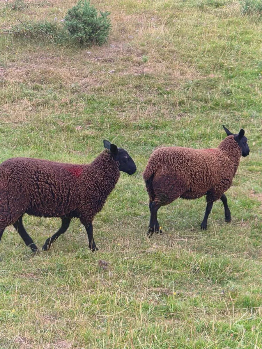 Organic Ewe lambs - Image 4