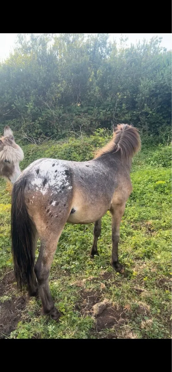 Appaloosa colt - Image 1