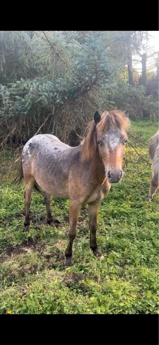 Appaloosa colt - Image 2