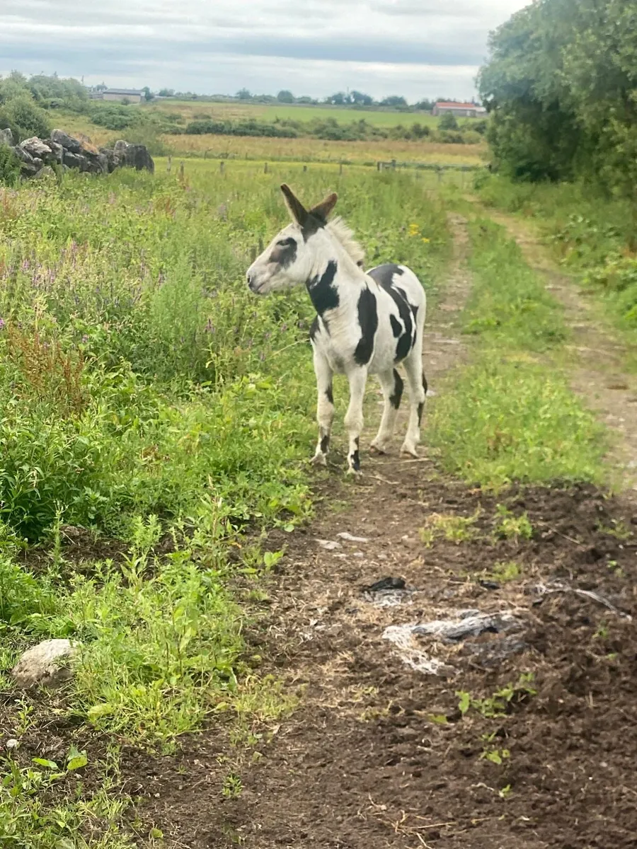 Piebald jack donkey - Image 4