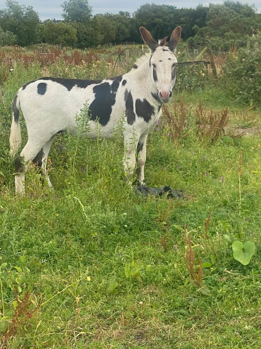 Piebald jack donkey - Image 1