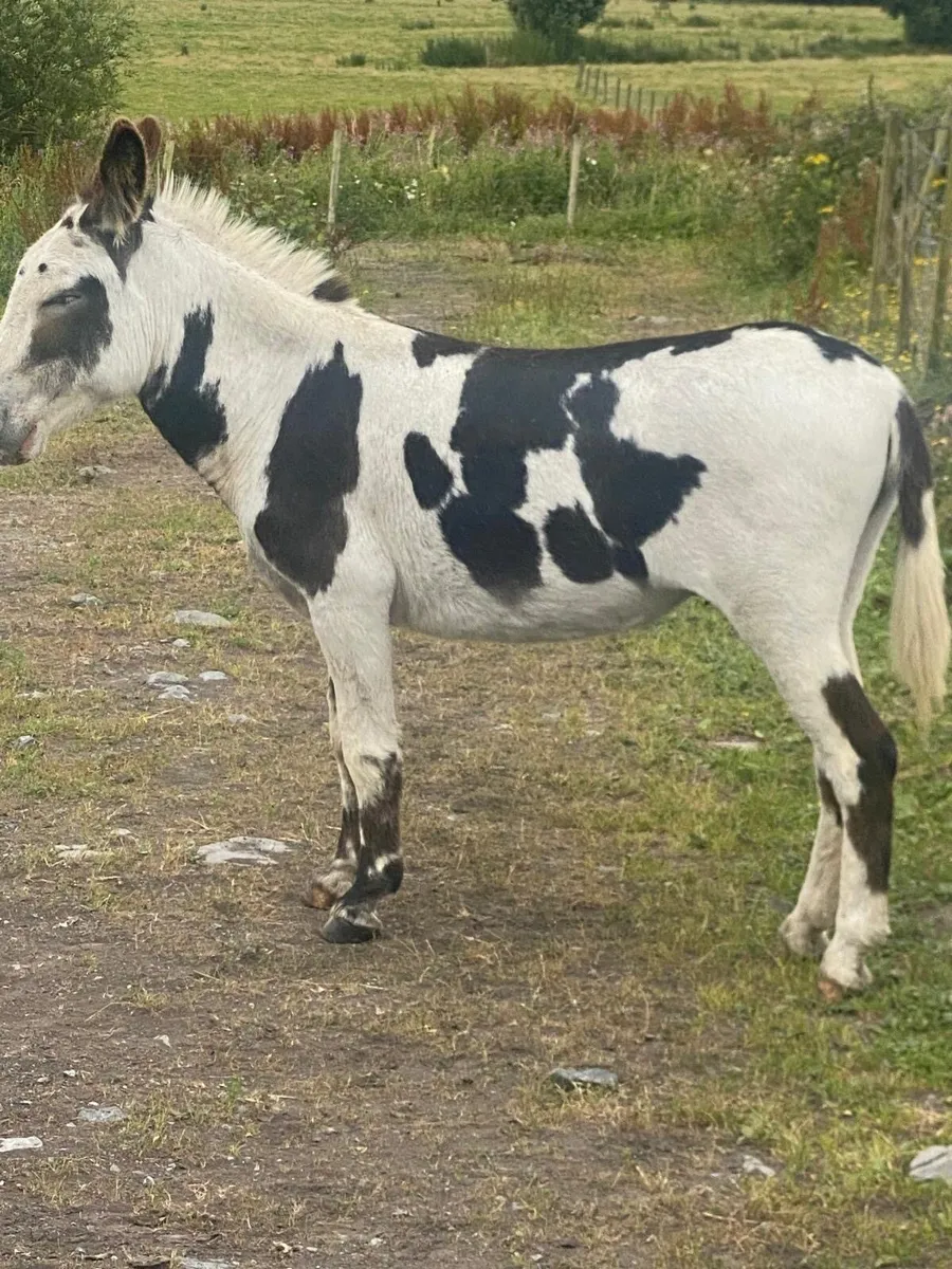 Piebald jack donkey - Image 2