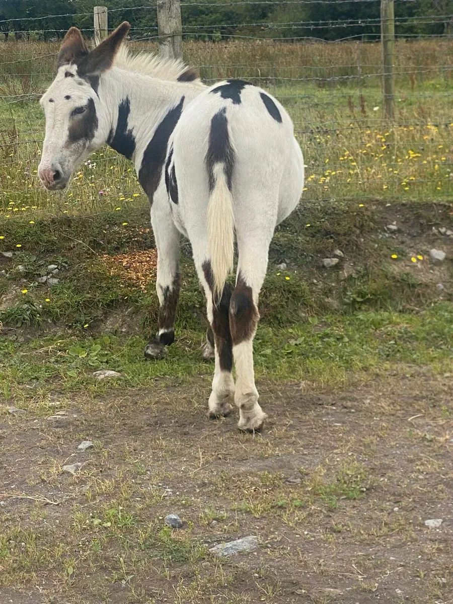 Piebald jack donkey - Image 3