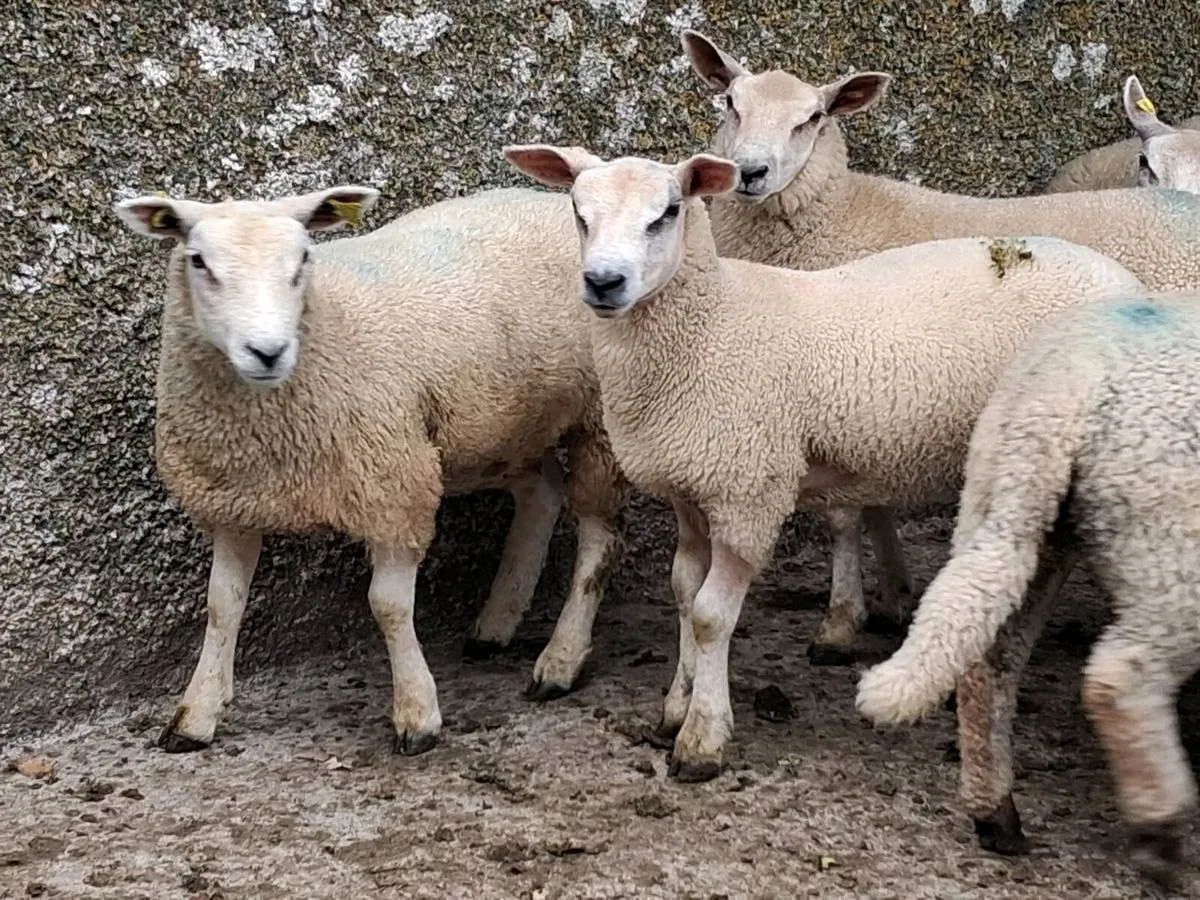 14 Charolais Ewe Lamb's - Image 4