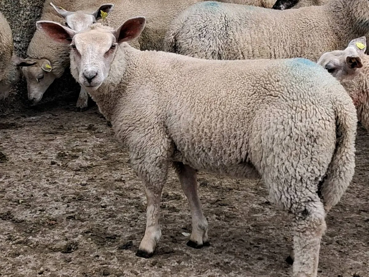 14 Charolais Ewe Lamb's - Image 1