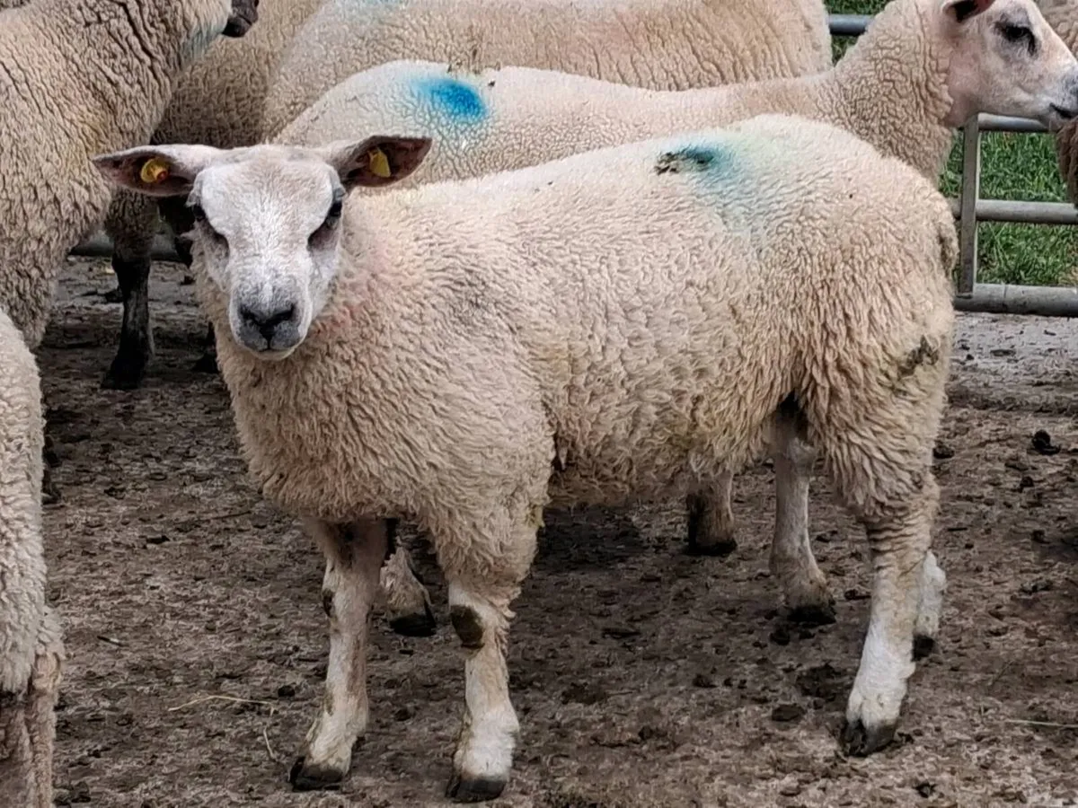 14 Charolais Ewe Lamb's - Image 2