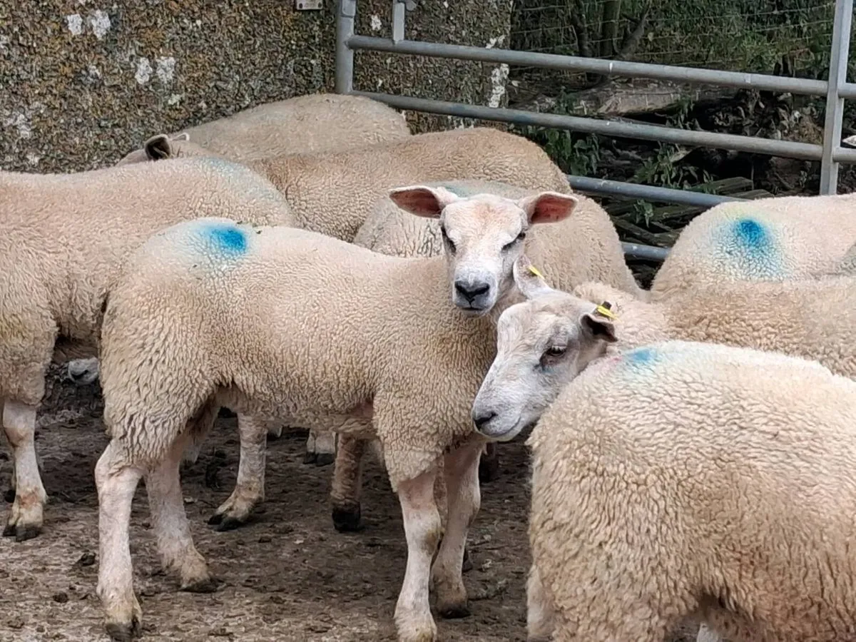 14 Charolais Ewe Lamb's - Image 3