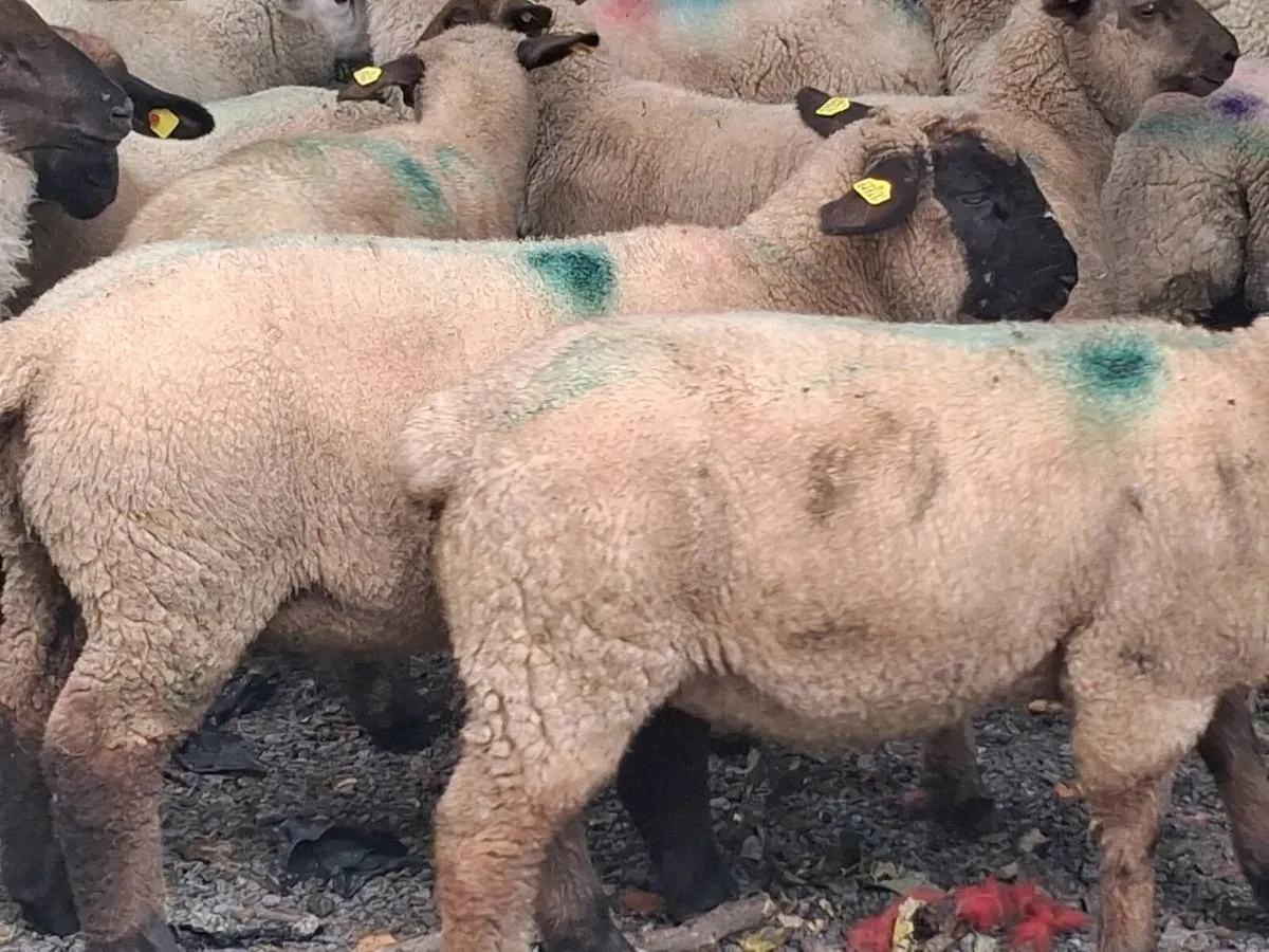 50 Store Lamb's - Image 2
