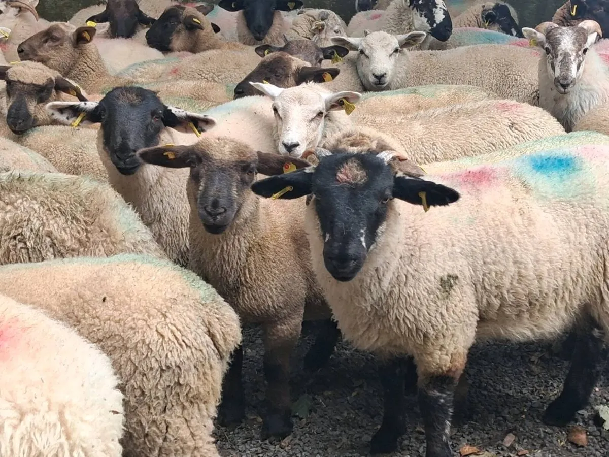 50 Store Lamb's - Image 3