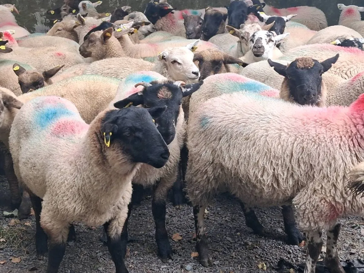 50 Store Lamb's - Image 4