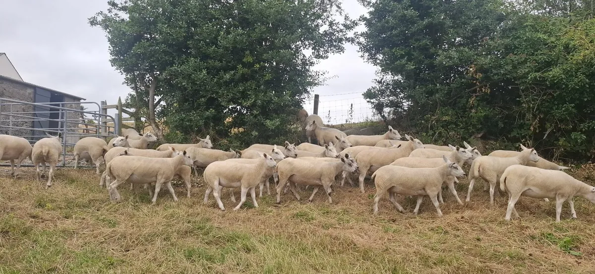 Texel Mule Hoggets - Image 1