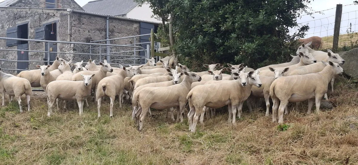 Texel Mule Hoggets - Image 2