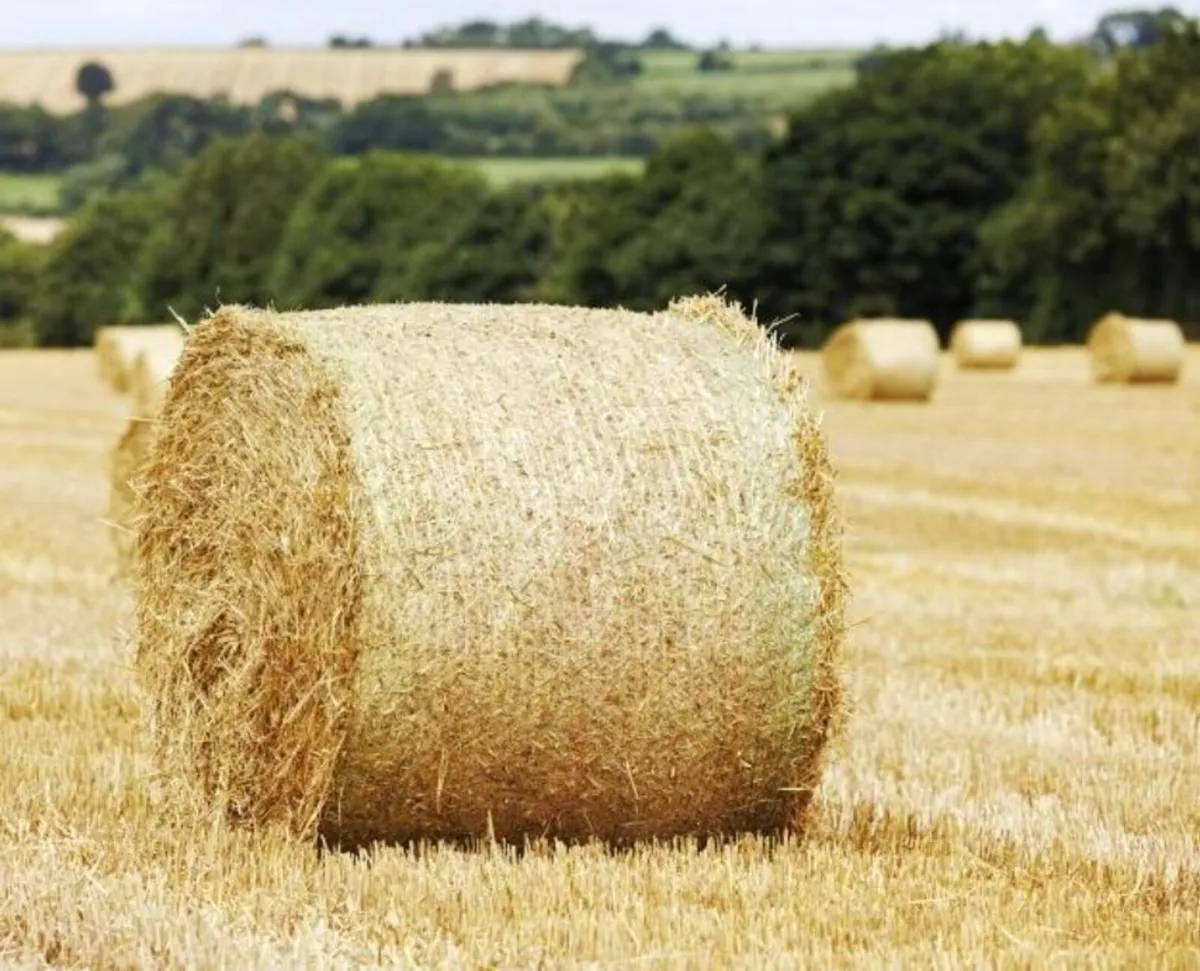 Barley Straw 4x4 - Image 1
