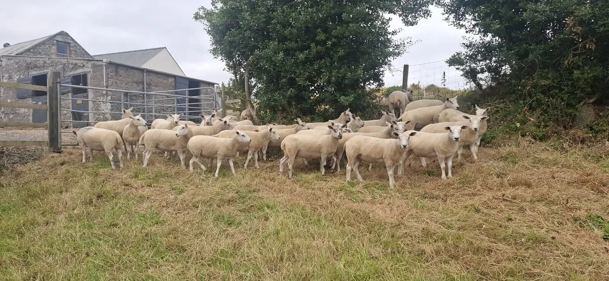 Texel Mule Hoggets - Image 3