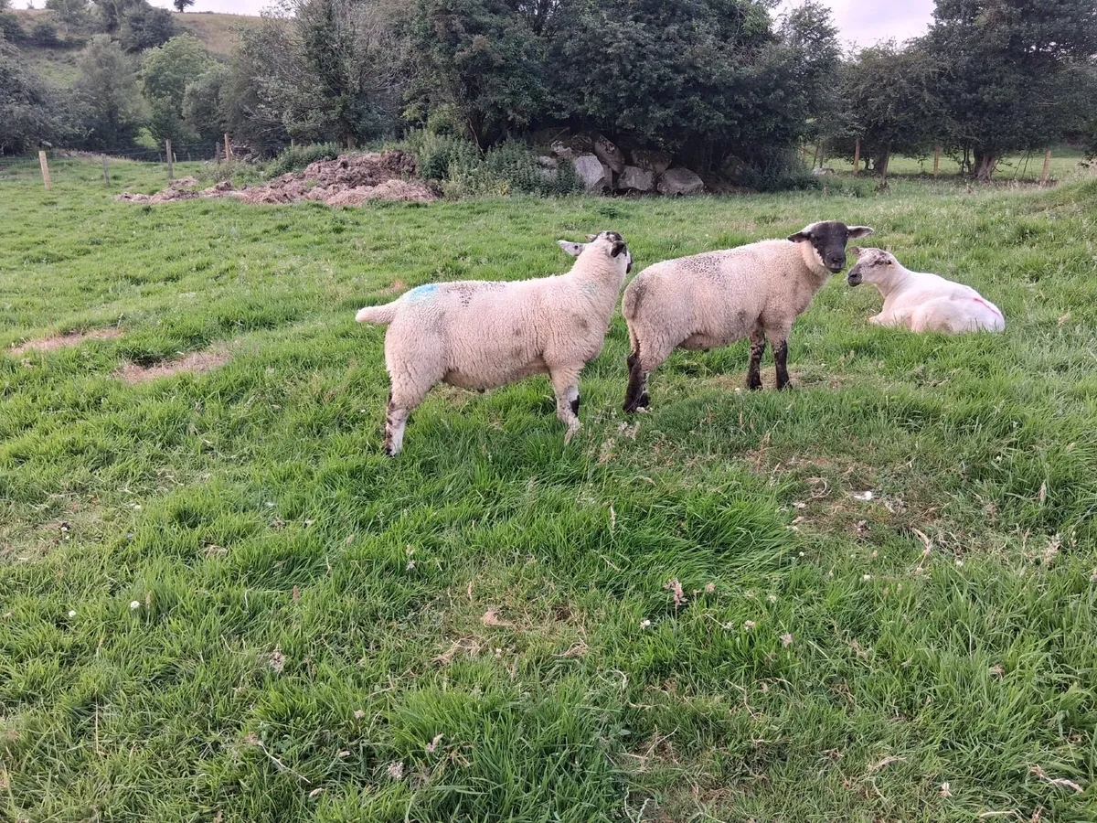 Store lambs - Image 2