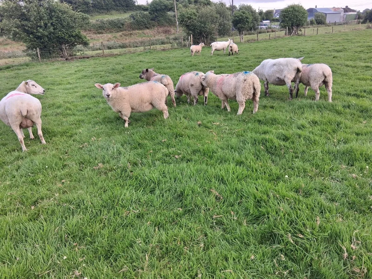 Store lambs - Image 1