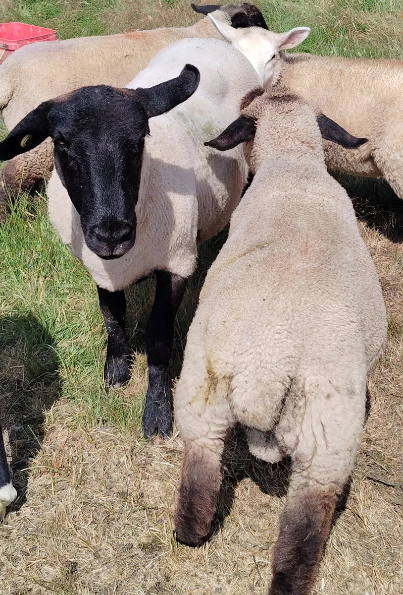 Ram Lambs - Image 1