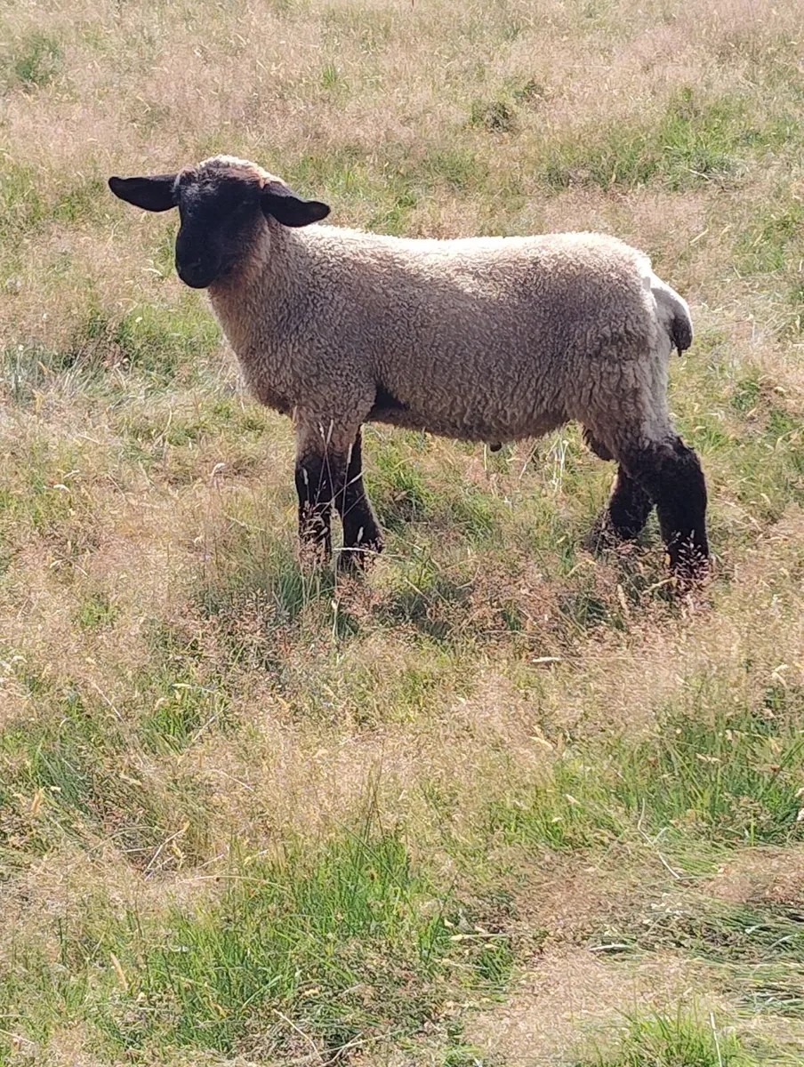 Ram Lambs - Image 2