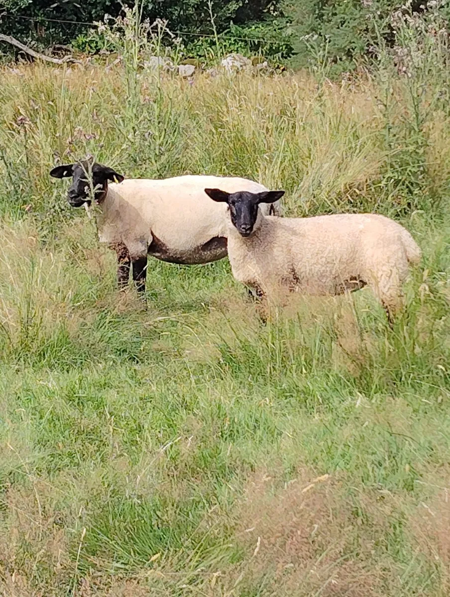 Ram Lambs - Image 3