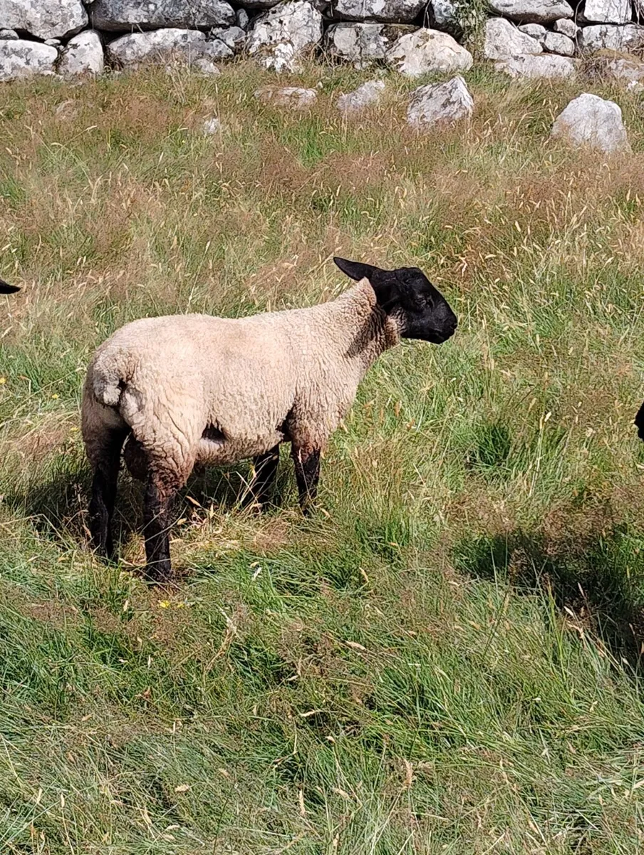 Ram Lambs - Image 4