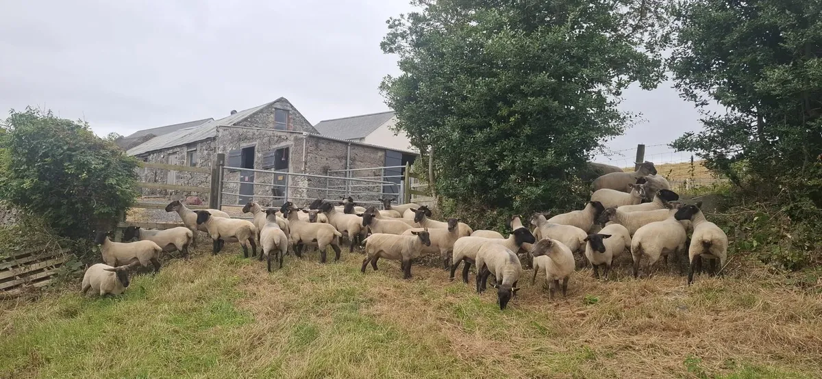 Suffolk Mule Hoggets - Image 1