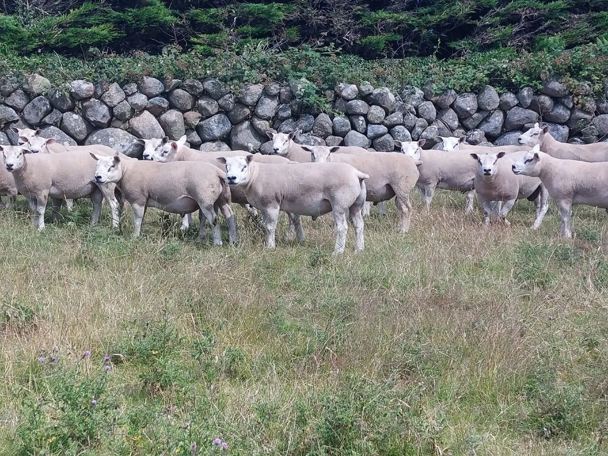 Pedigree Texel and Chartex Shearling Rams for sale - Image 2