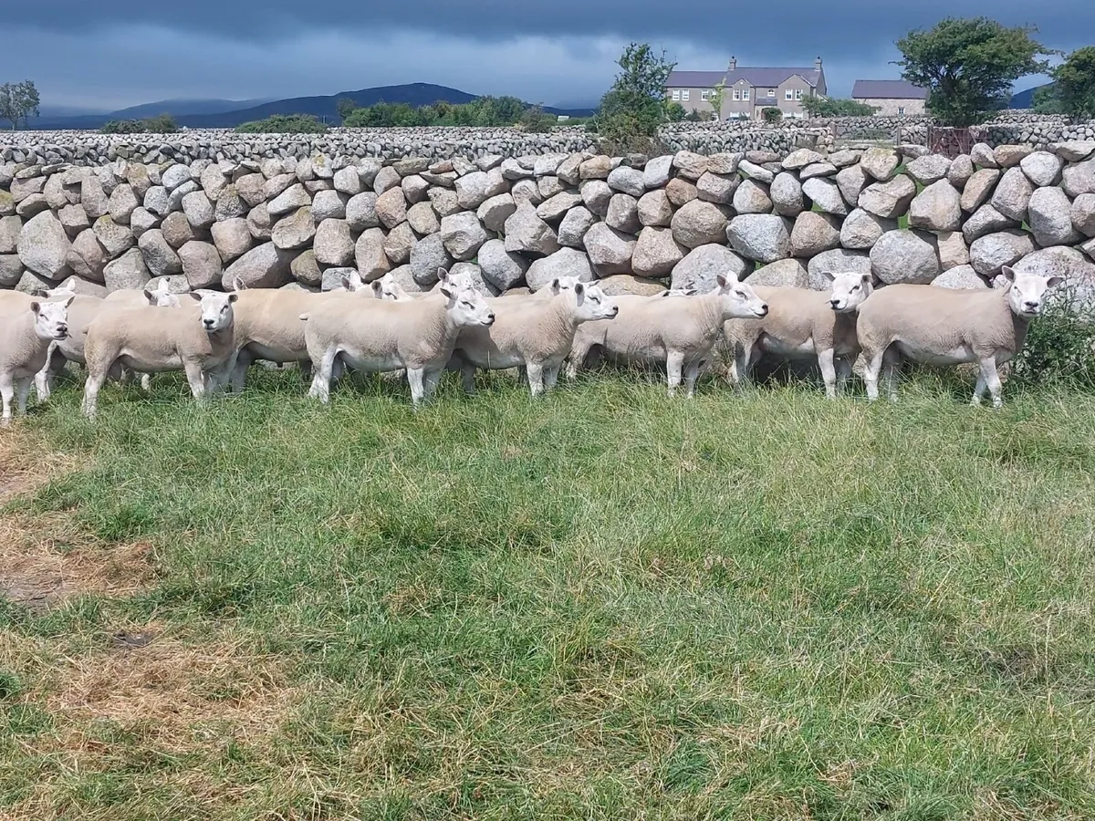 Pedigree Texel and Chartex Shearling Rams for sale - Image 3