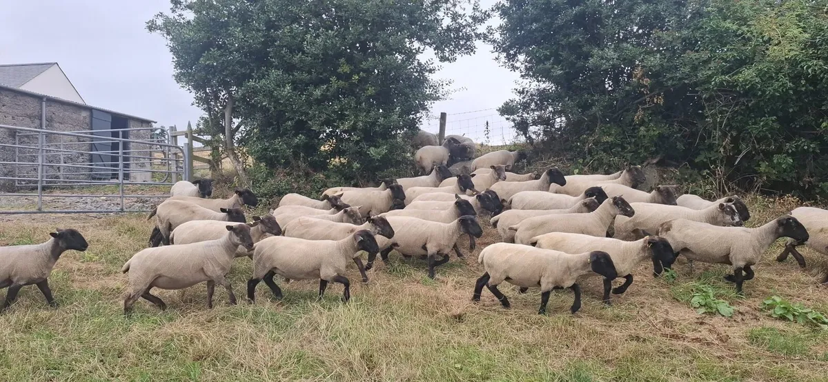 Suffolk Mule Hoggets - Image 2