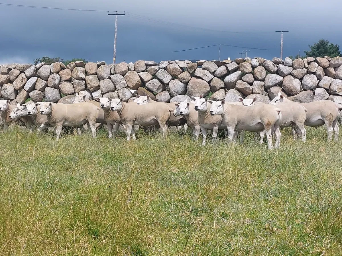 Pedigree Texel and Chartex Shearling Rams for sale - Image 1
