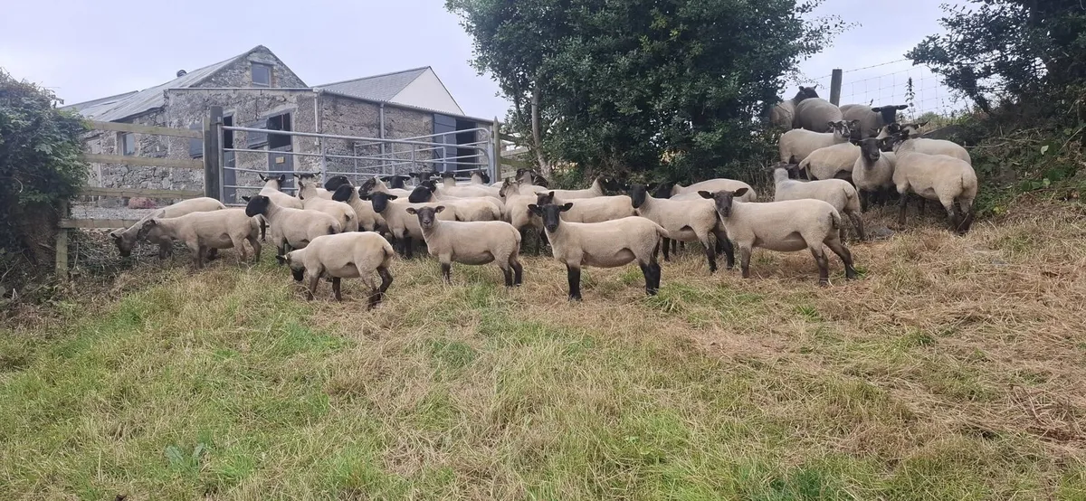 Suffolk Mule Hoggets - Image 3