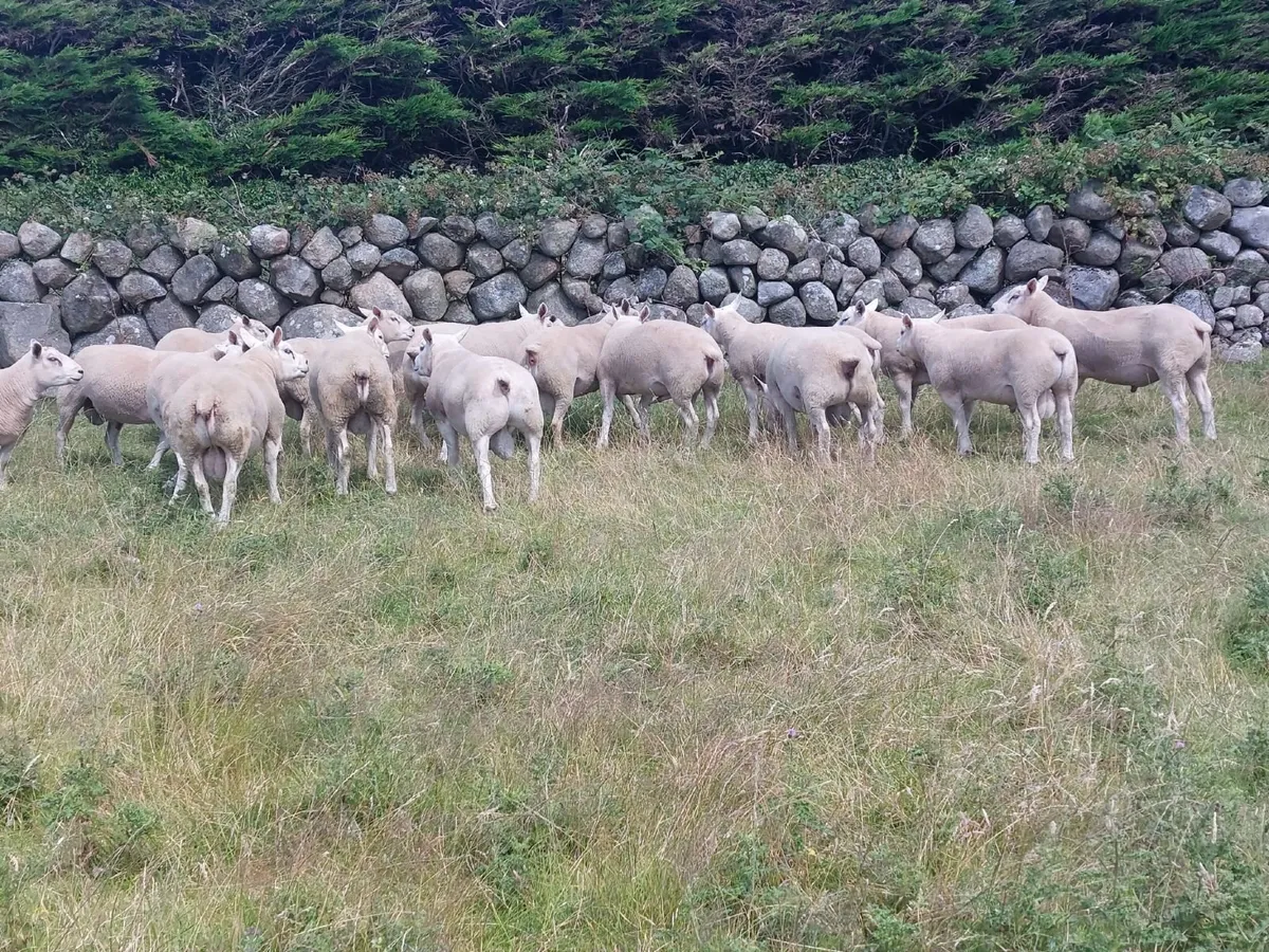 Pedigree Texel and Chartex Shearling Rams for sale - Image 4