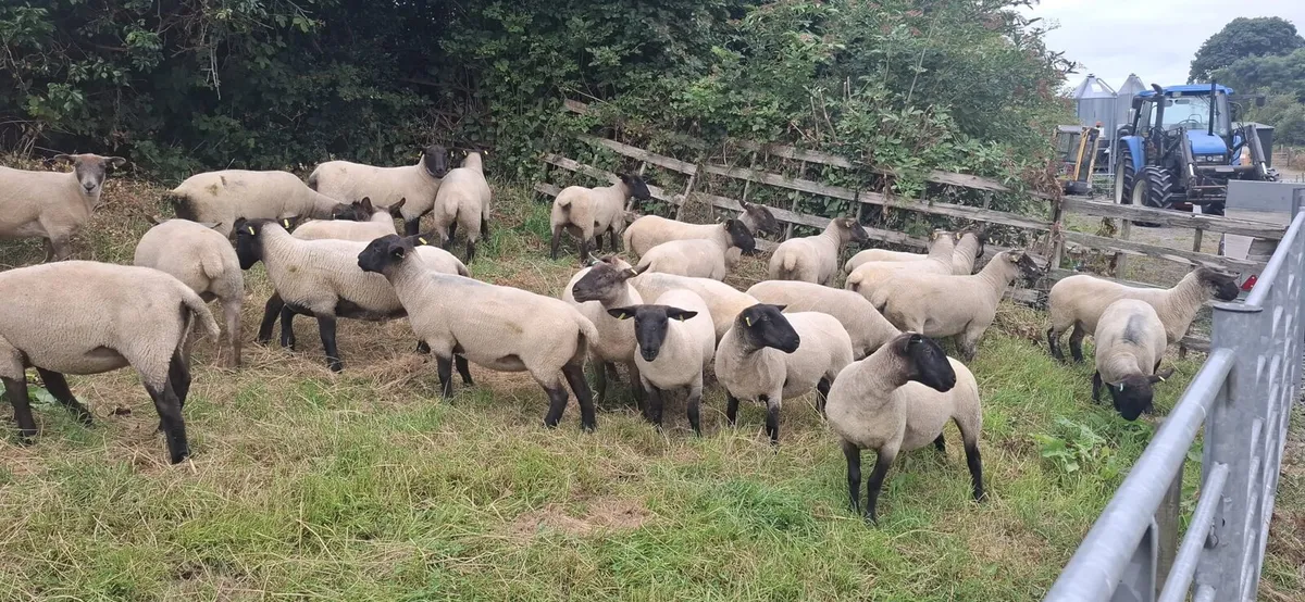Suffolk Mule Hoggets - Image 4
