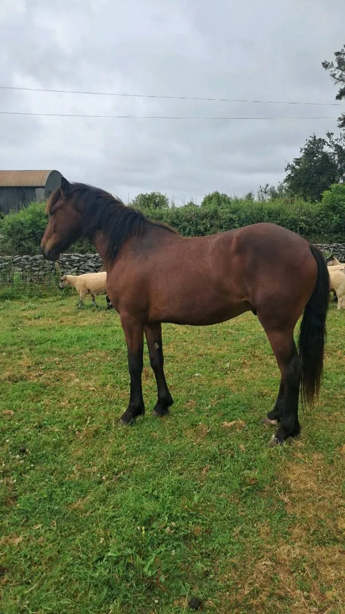 Horse - Image 3