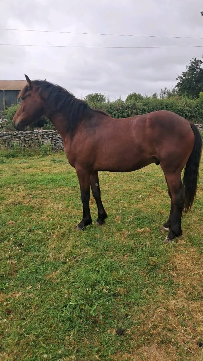 Horse - Image 4