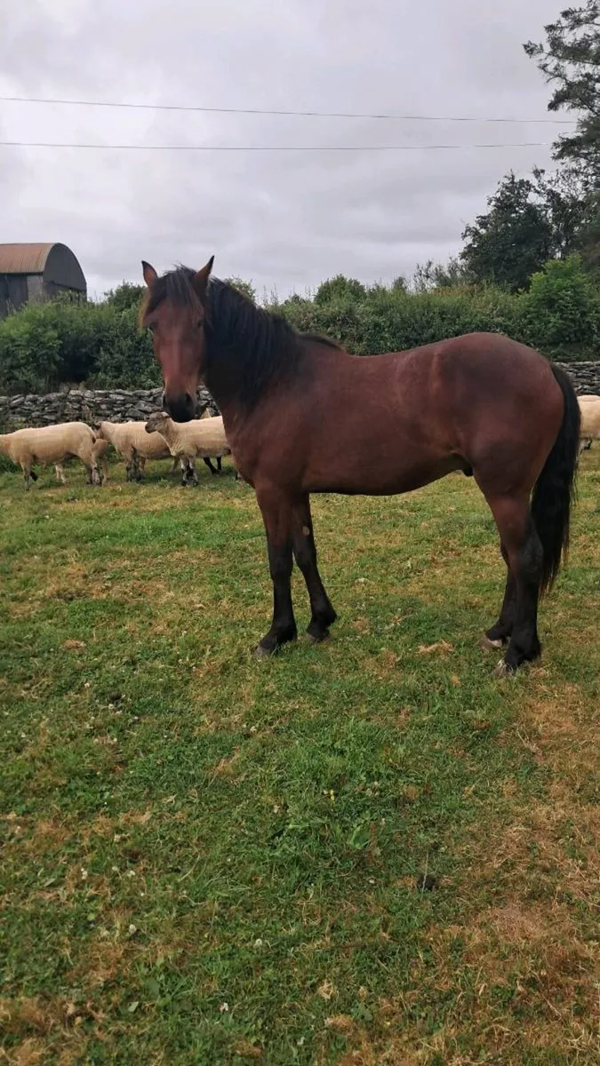 Horse - Image 1