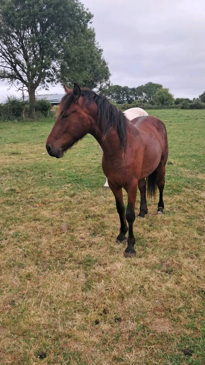 Horse - Image 2