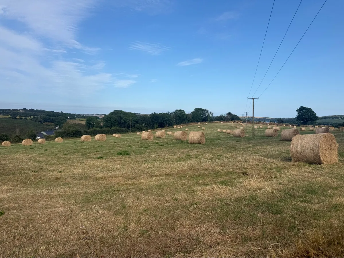 Quality Hay - Image 2