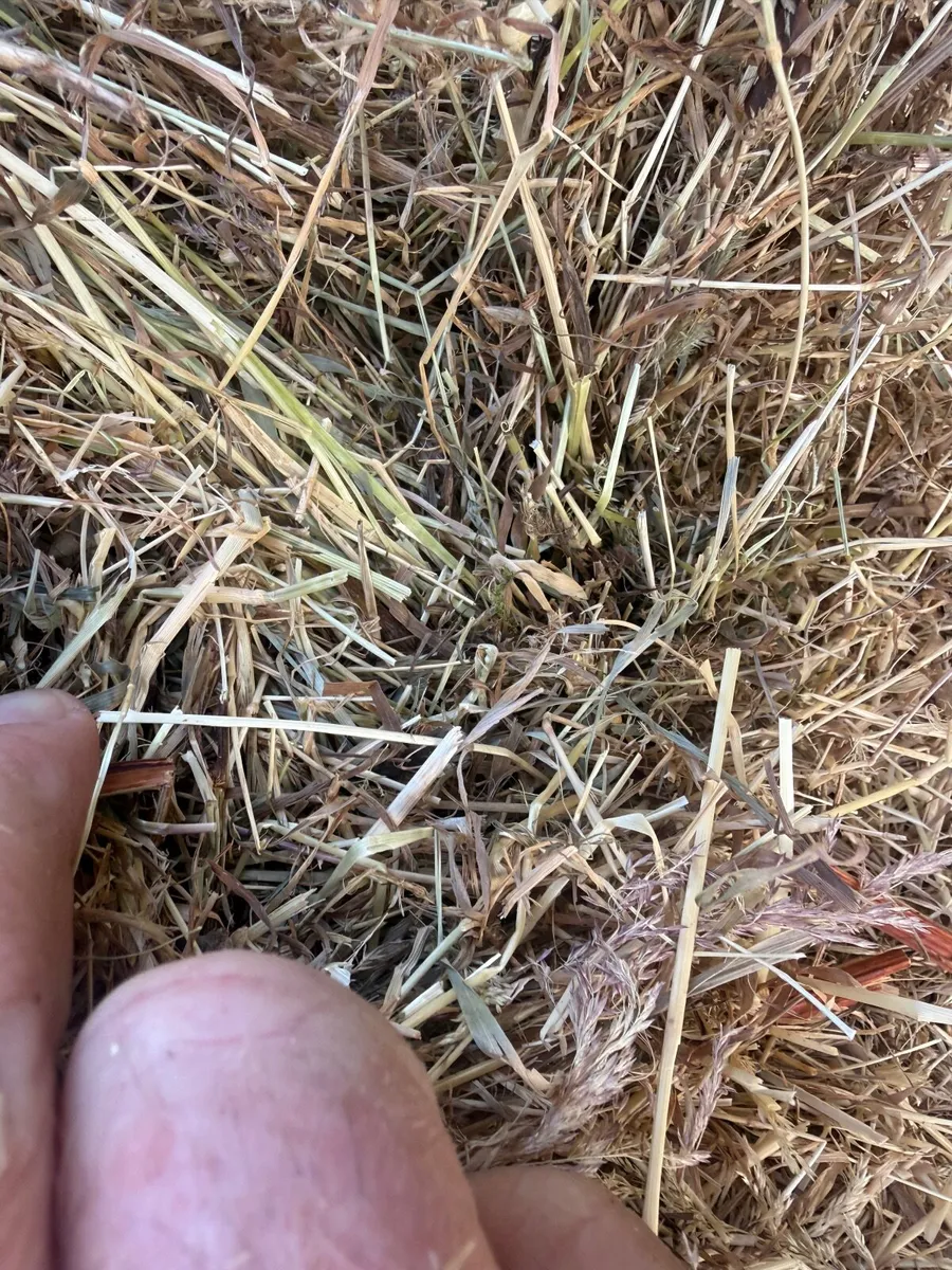 Quality Hay - Image 3
